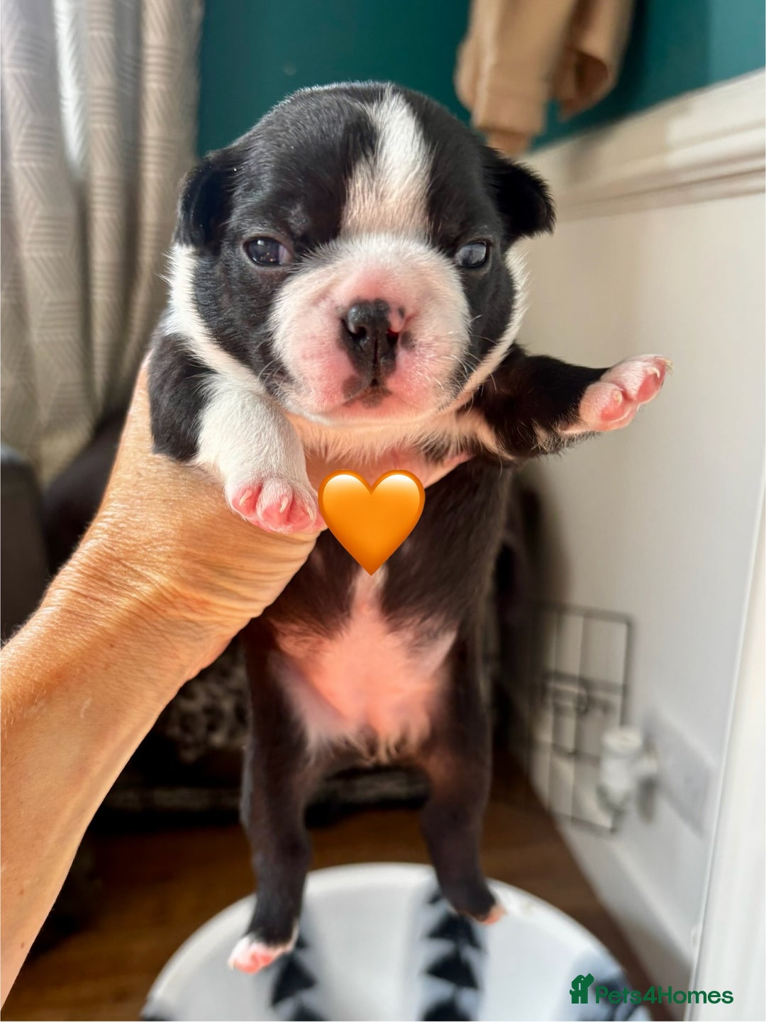 Boston Terrier dogs for sale: Beautiful Boston Terrier Puppies  - Image 7