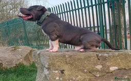 American Bully dogs for sale: American pocket bully  - Image 10