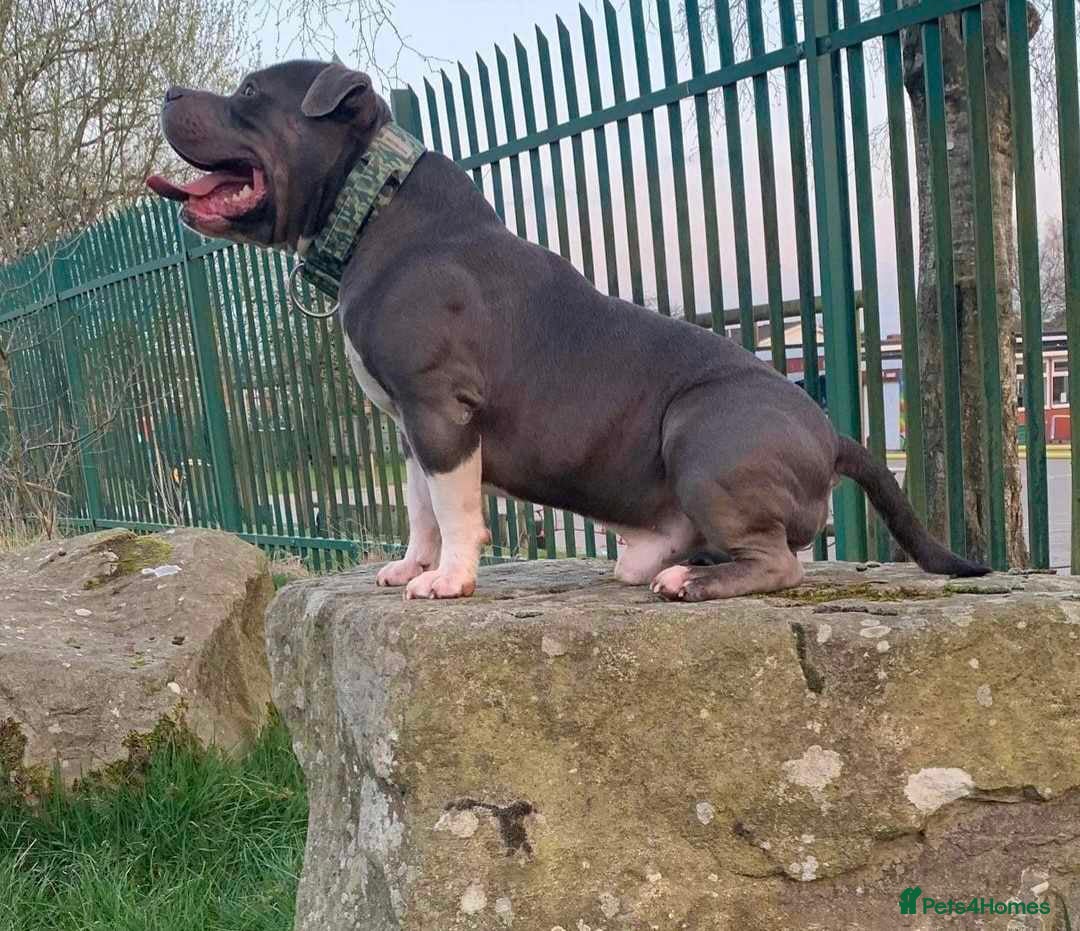 American Bully dogs for sale: American pocket bully  - Image 10