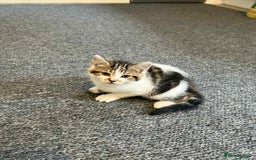 Mixed Breed cats for sale: 2 kittens  - Image 4