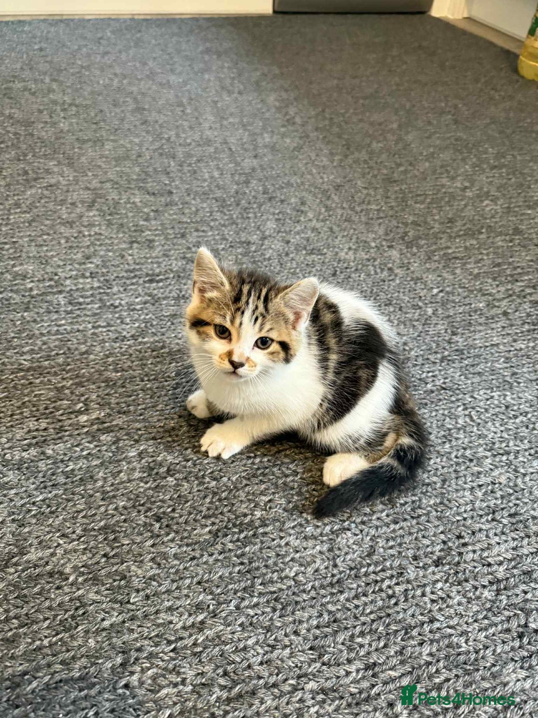 Mixed Breed cats for sale: 2 kittens  - Image 4