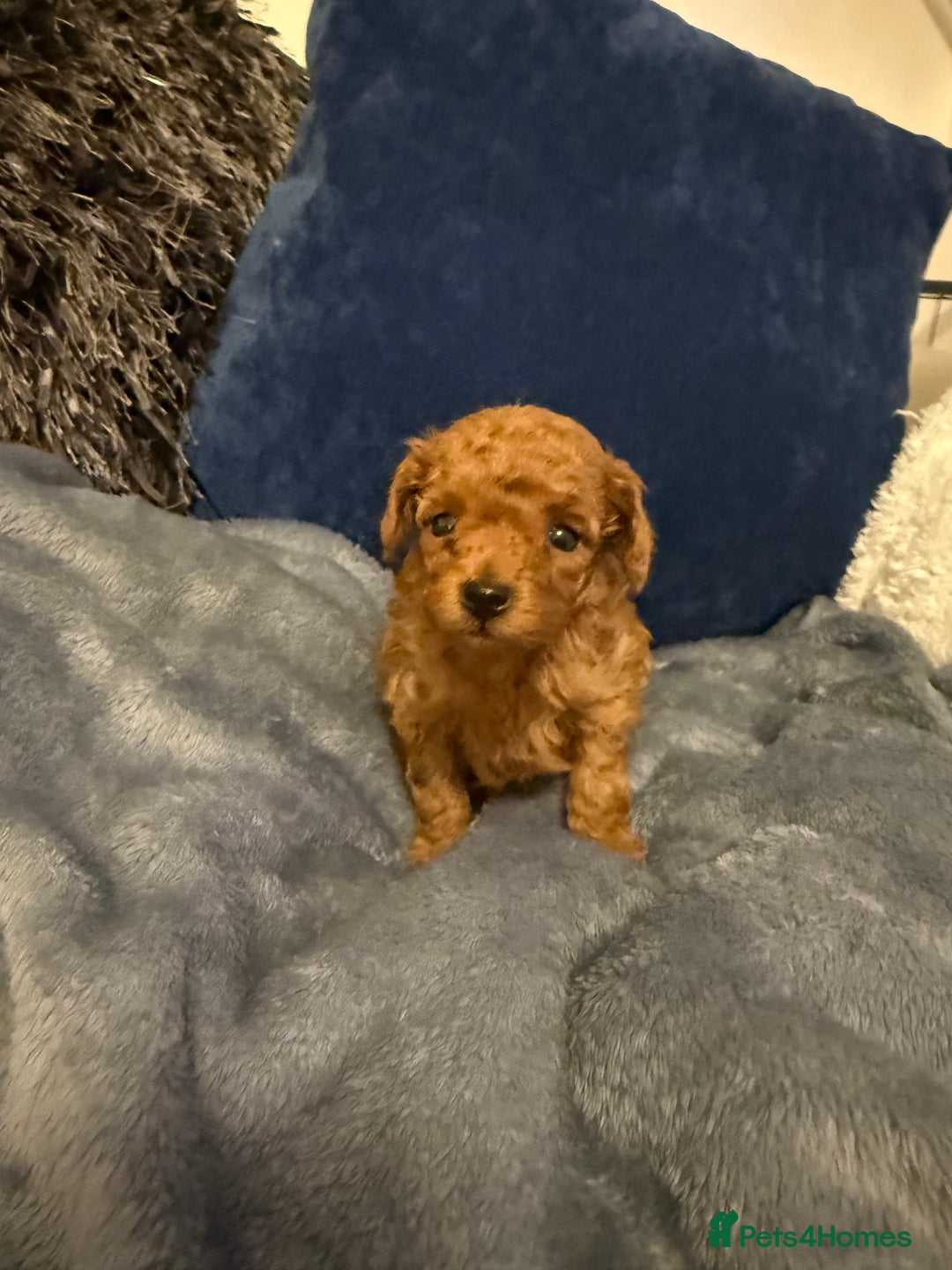 Toy Poodle dogs for sale: Red toy poodle boy available  - Advert 5