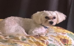 Lowchen dogs for adoption: 🐾 Meet BEAR — He is READY FOR A FRESH START 🧸 - Advert 5