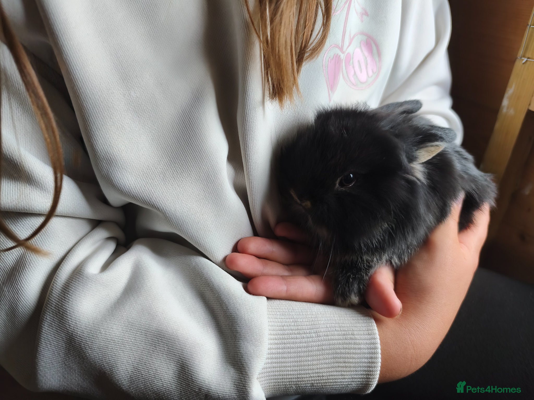 Mini Lop rabbits for sale: Rare Mini Lion Lop Babies for Sale  - Advert 3