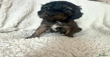 Cocker Spaniel dogs - Advert 3