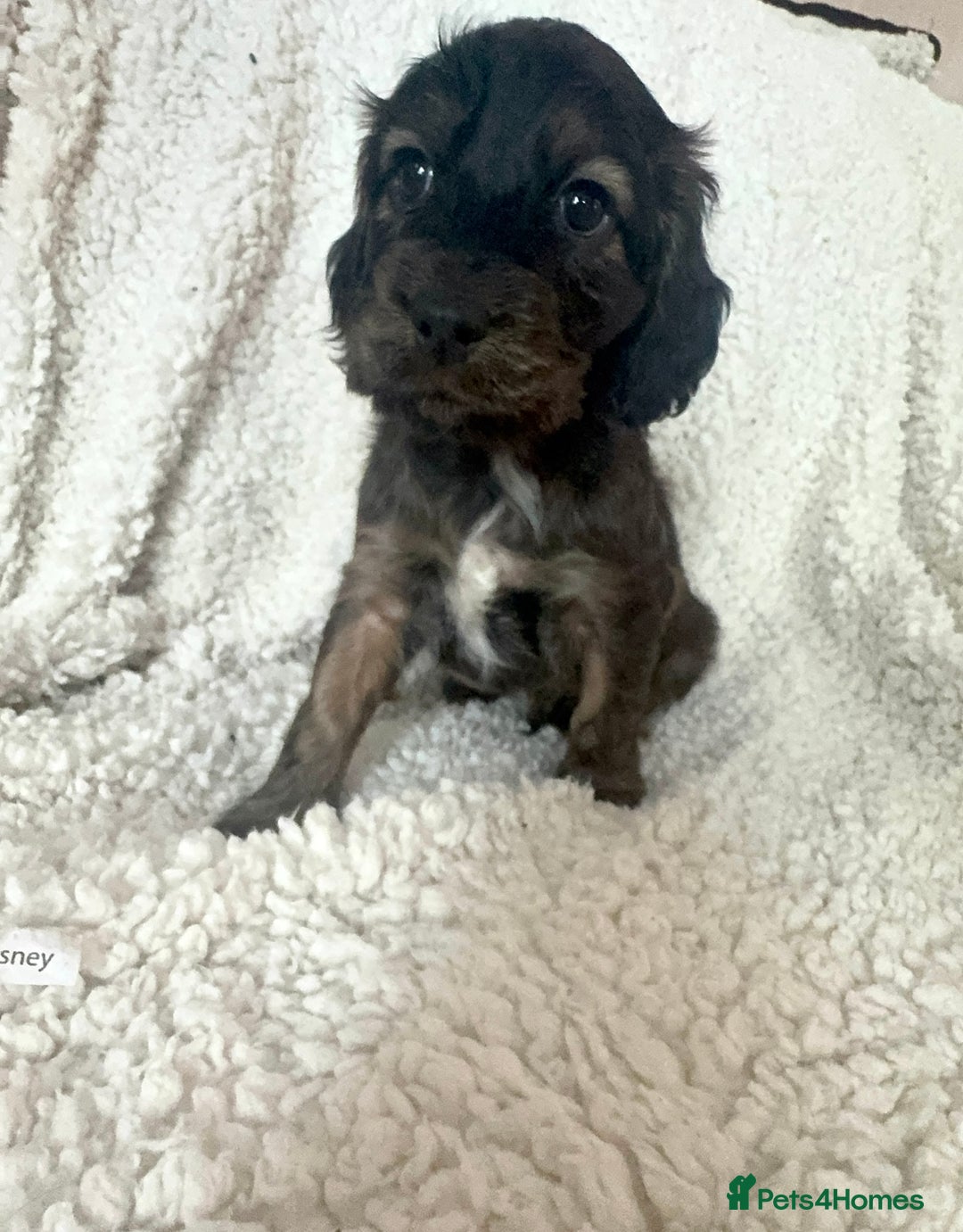 Cocker Spaniel dogs for sale: Show cocker spaniel pups ready 4th November  - Image 37