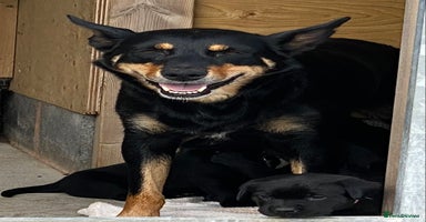 Mixed Breed dogs - Advert 1