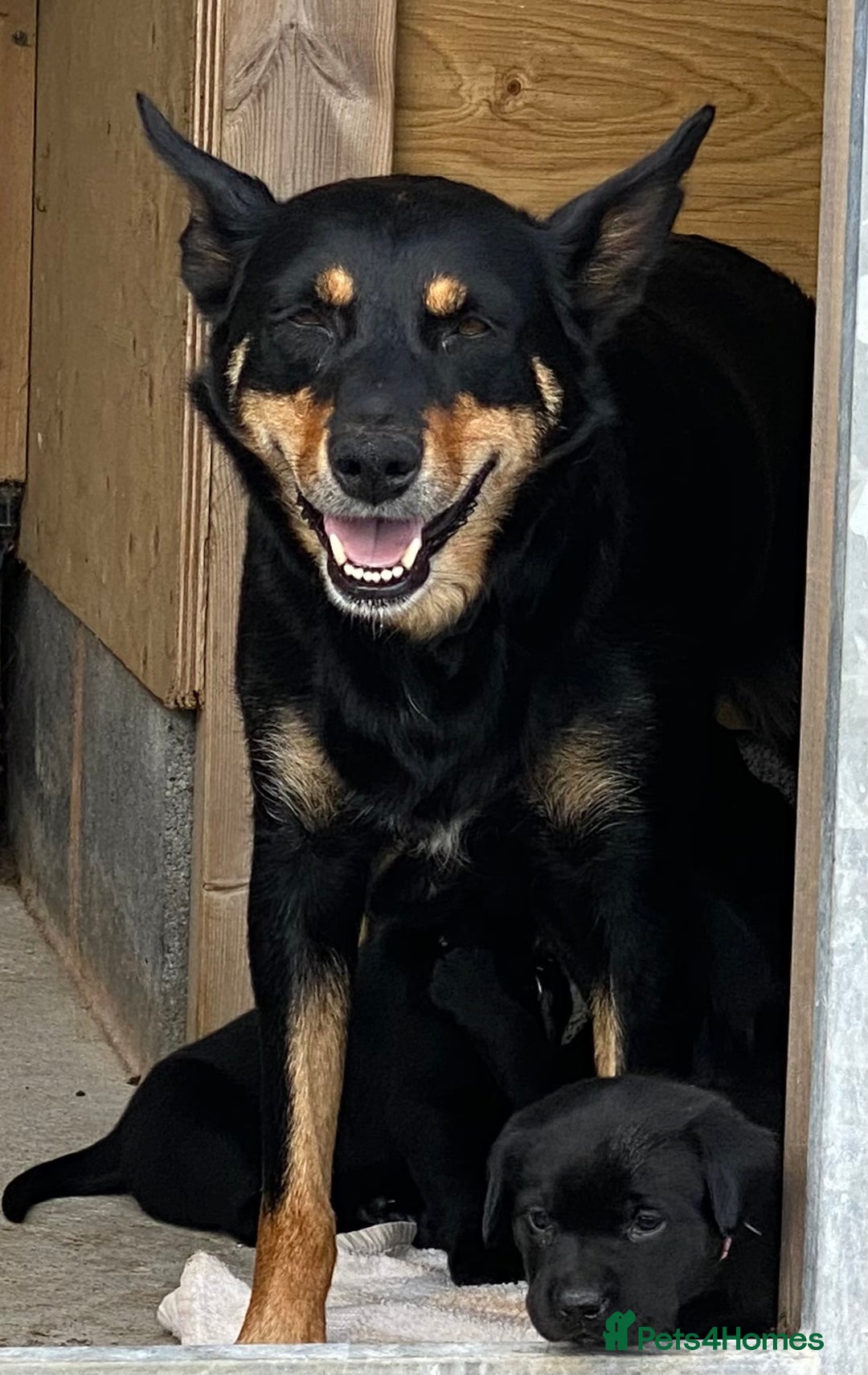 Mixed Breed dogs for sale: Kelpie X Red Labrador  - Image 2