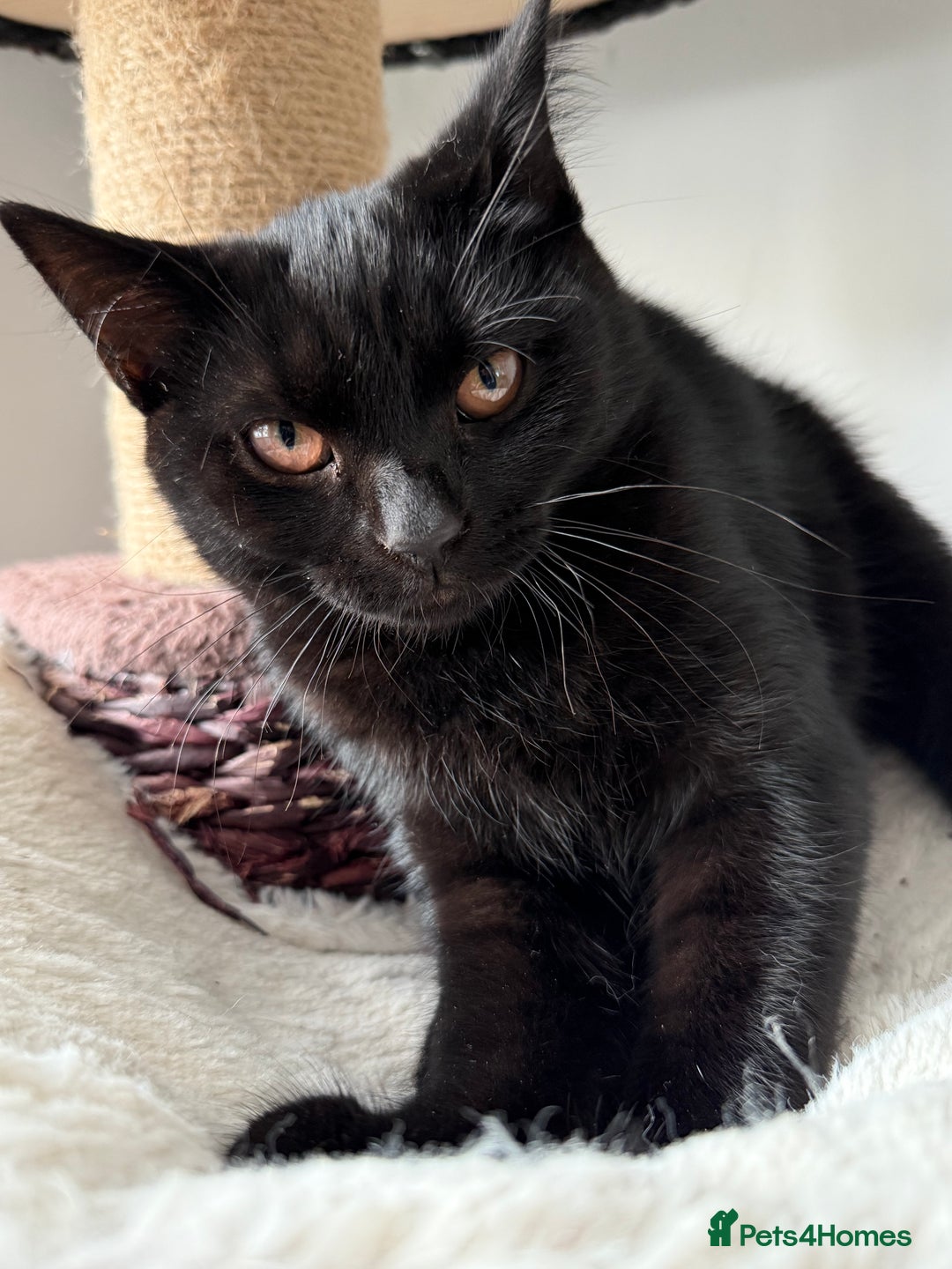 Scottish Fold cats for sale: LAST  GIRL LEFT ❤️ in Chatham - Image 4