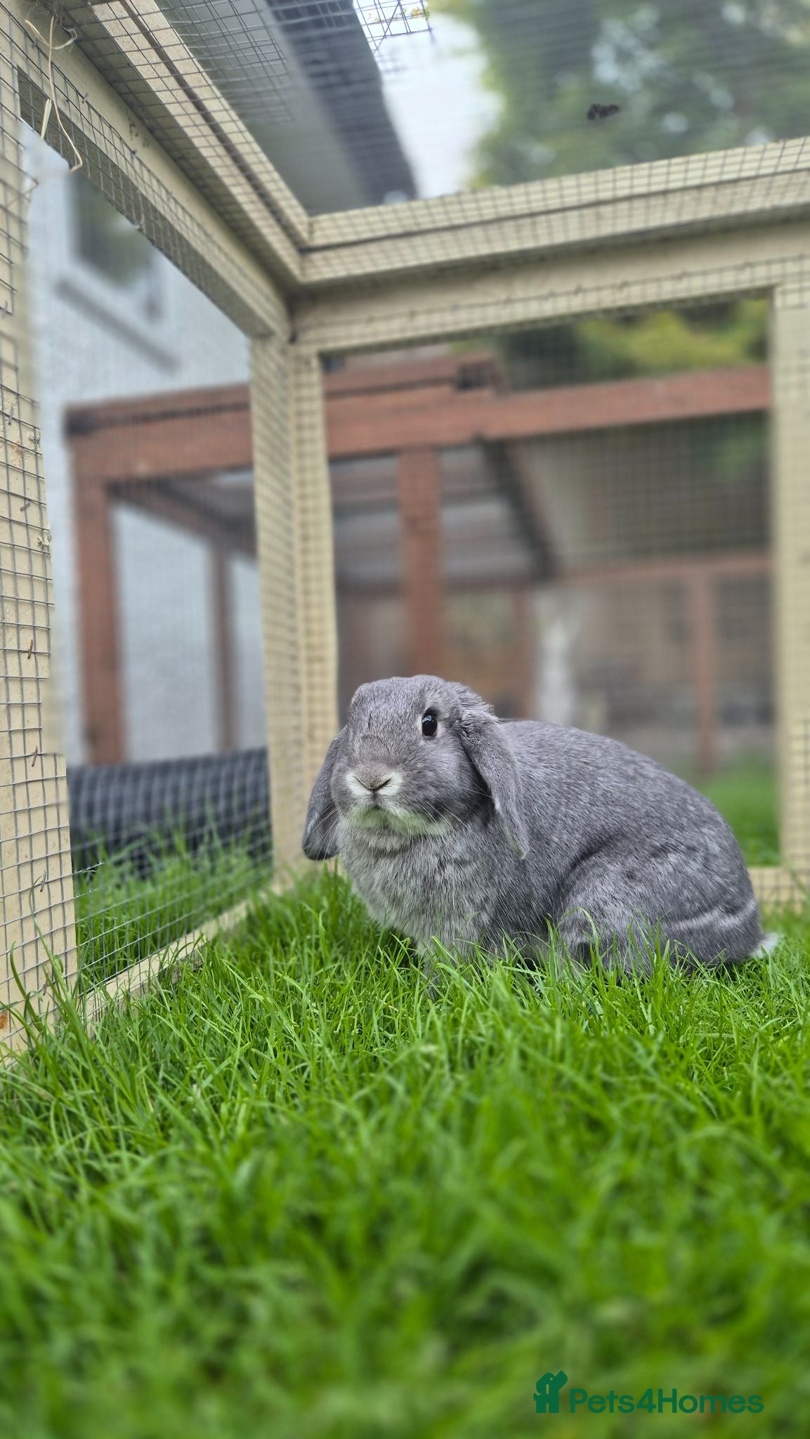Mini Lop rabbits Benji Grey, castrated and vaccinated  - Advert 1