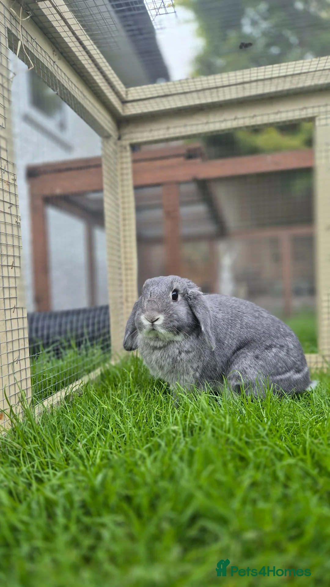 Mini Lop rabbits for sale: Benji Grey, castrated and vaccinated  - Advert 1