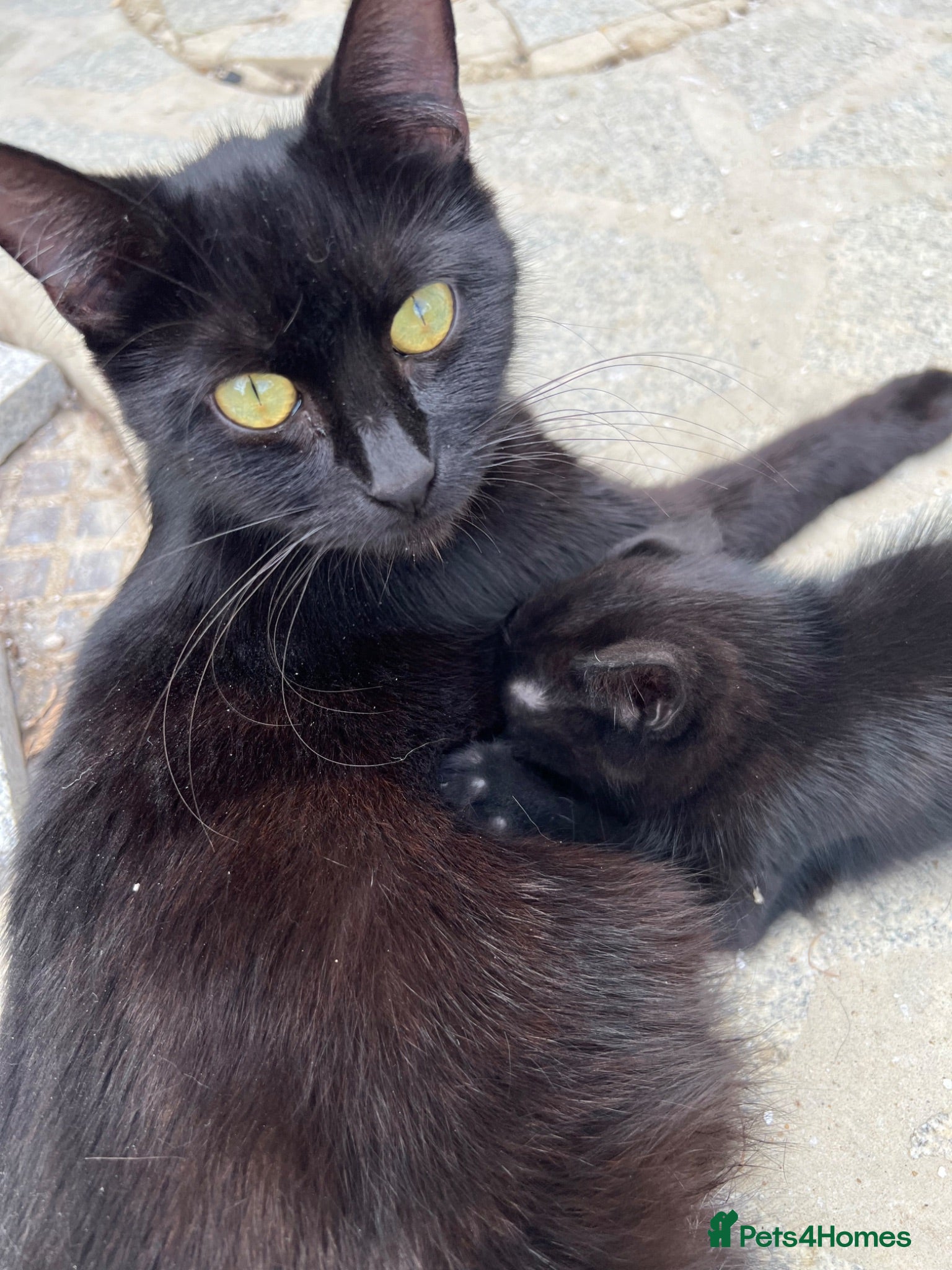 Mixed Breed cats Two kittens for sale - Advert 2