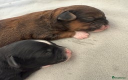 Shihpoo dogs for sale: Gorgeous Shihpoo pups for sale  - Image 8