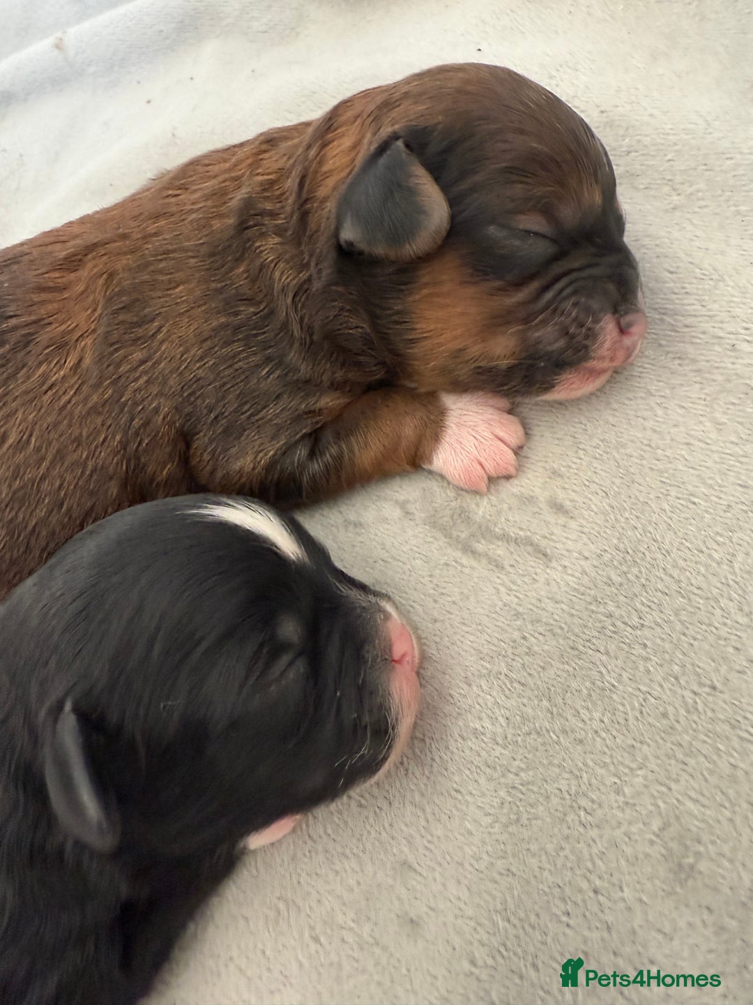 Shihpoo dogs for sale: Gorgeous Shihpoo pups for sale  - Image 8