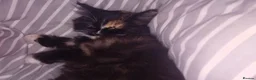 British Longhair cats for sale: Female kitten  - Advert 2