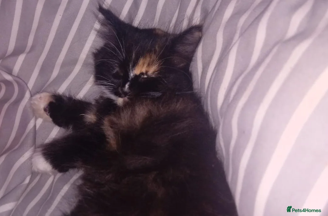 British Longhair cats for sale: Female kitten  - Advert 2