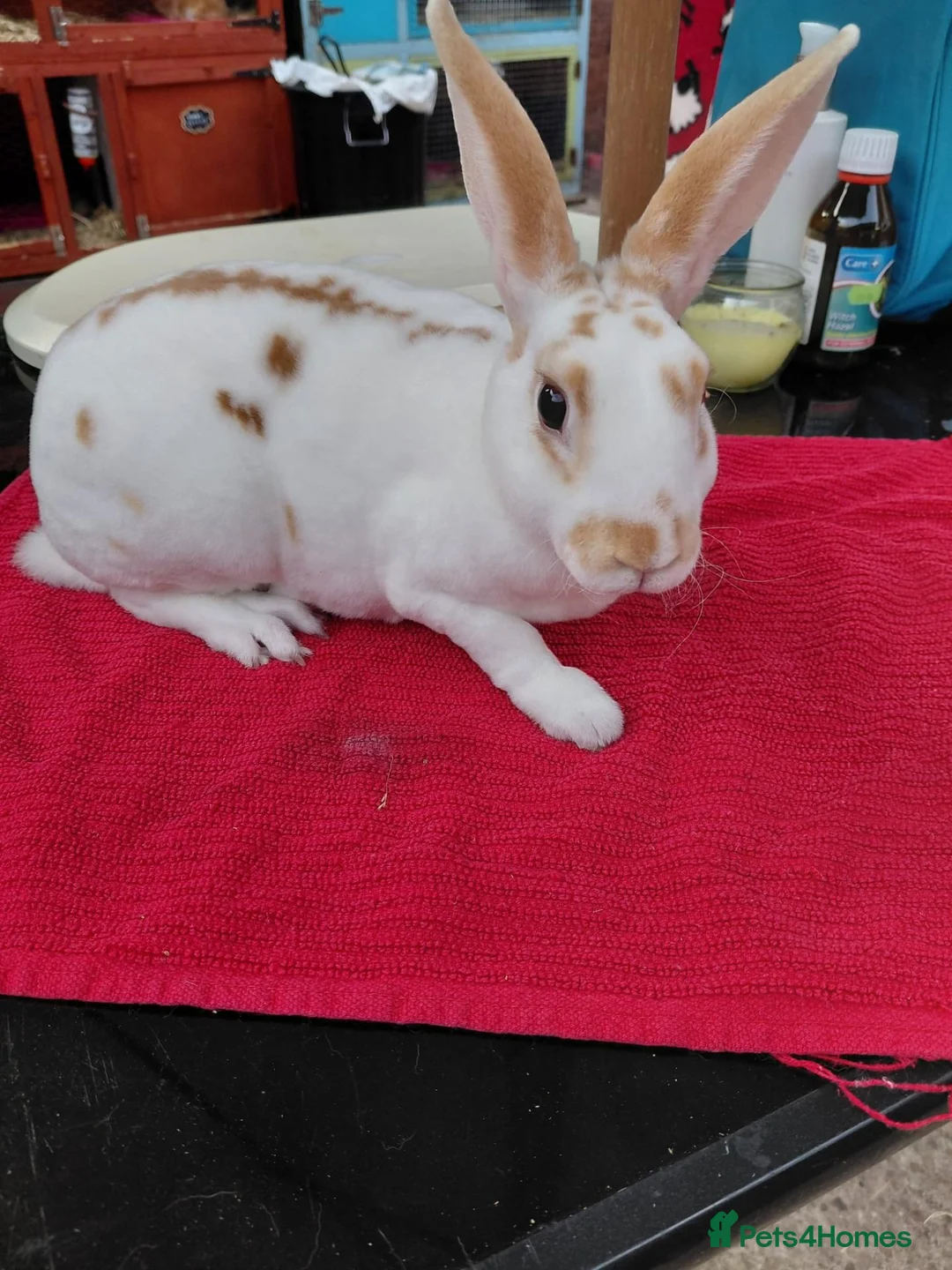 Rex rabbits for sale: Mini Rex in Ibstock - Advert 2