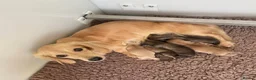 Miniature Dachshund dogs for sale: Two stunning Cream Adult female Dachshunds  - Advert 1