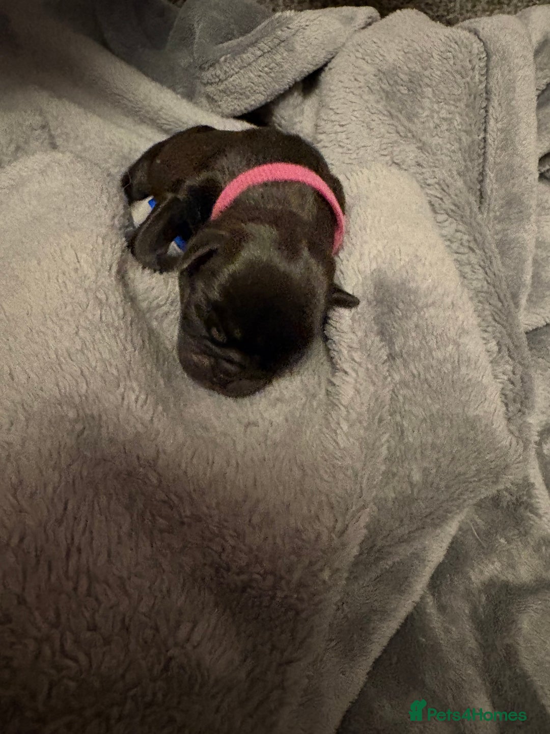 Pug dogs for sale: 6 stunning pugs for sale - Advert 7