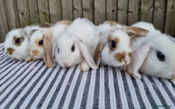 Mini Lop rabbits for sale: Gorgeous Mini lop babies looking for new homes - Image 1