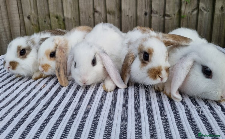 Mini Lop rabbits - Advert 10