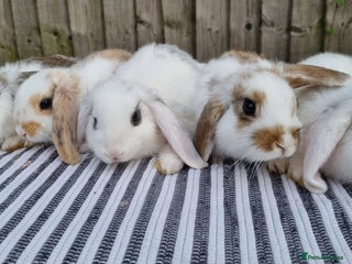 Mini Lop rabbits - Advert 26