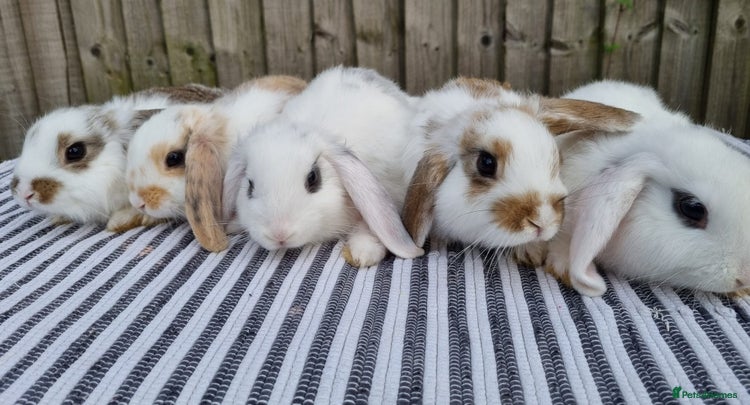 Mini Lop rabbits - Advert 31