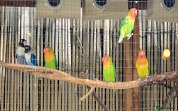 Lovebirds birds for sale: Fischers Lovebirds  - Image 3