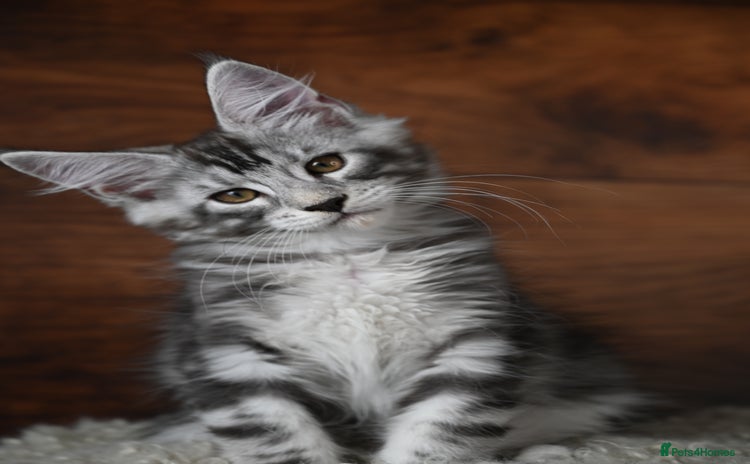 Maine Coon cats - Advert 2