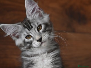 Maine Coon cats - Advert 6