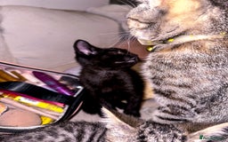 Mixed Breed cats for sale: Pretty little girls  - Image 19