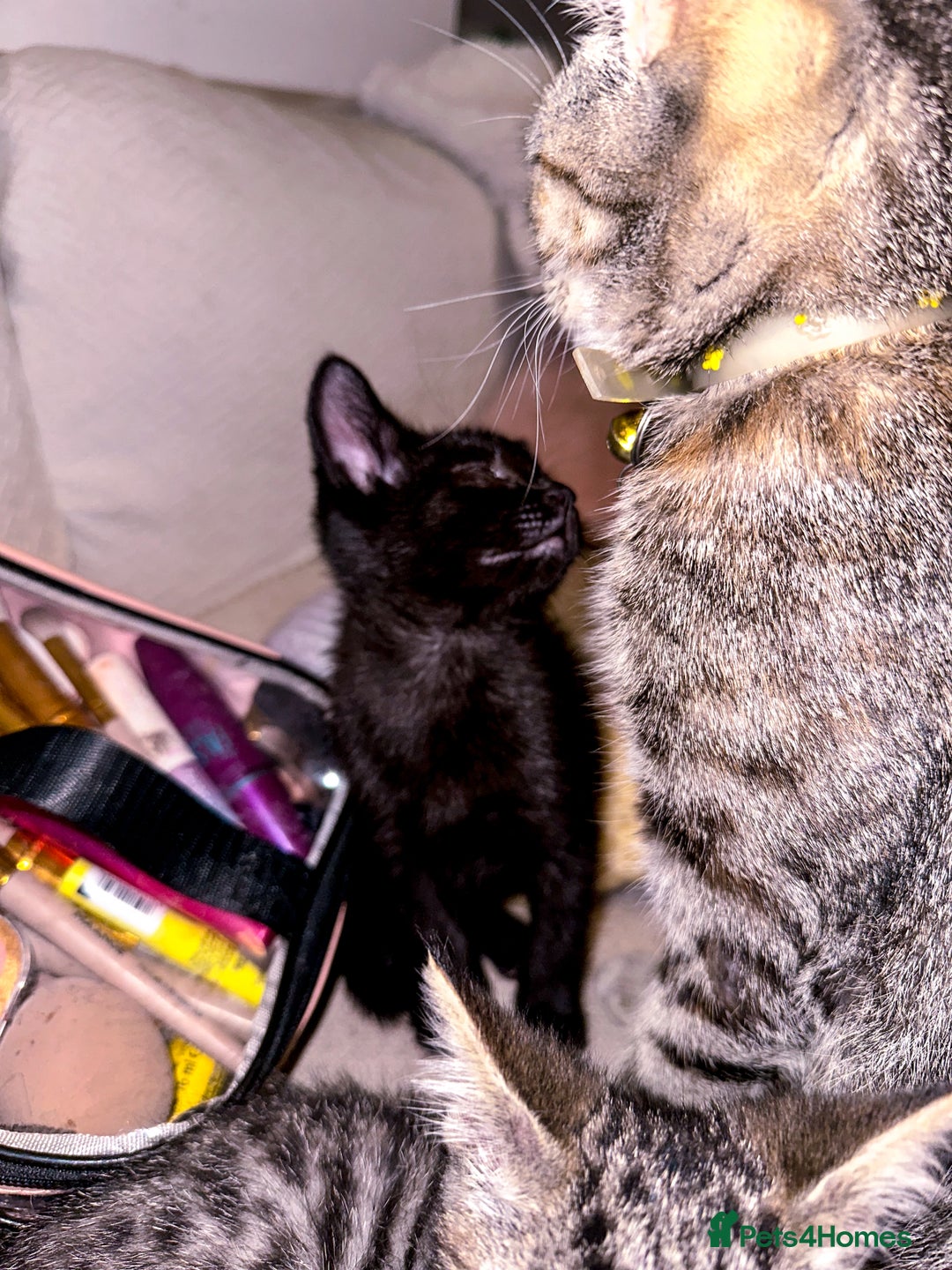 Mixed Breed cats for sale: Pretty little girls  - Image 19