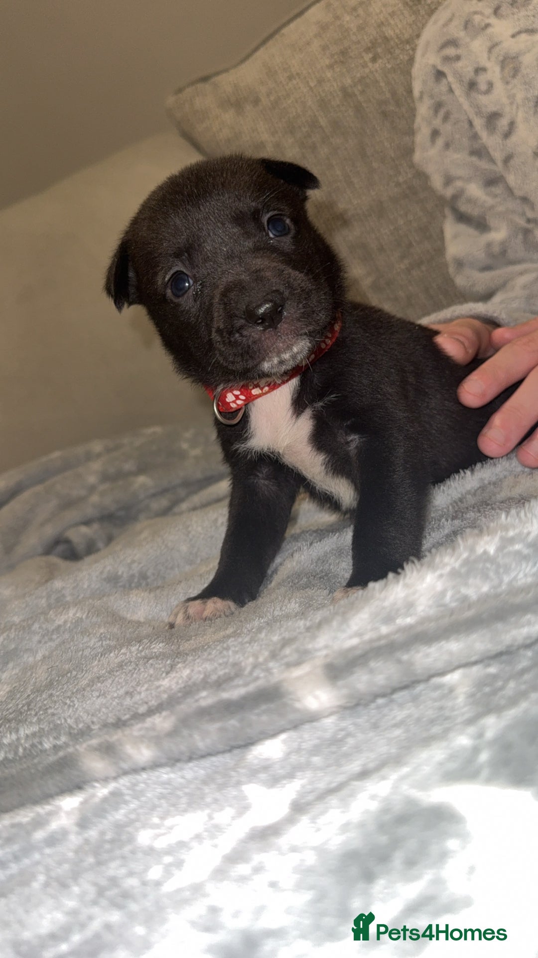 Mixed Breed dogs for sale: Cane corso hybrid Akita’s  - Advert 15