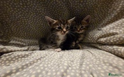 Mixed Breed cats for sale: 5 Adorable Kittens Ready for New Homes! - Image 18