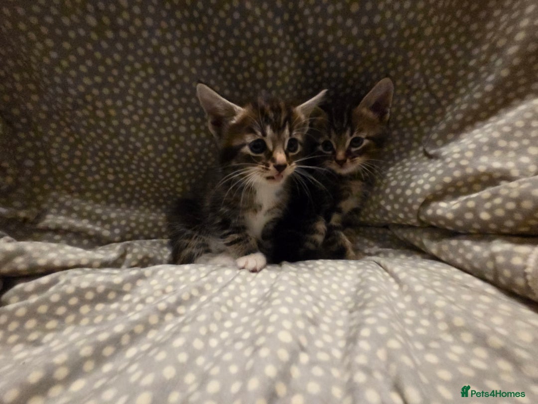 Mixed Breed cats for sale: 5 Adorable Kittens Ready for New Homes! - Image 18