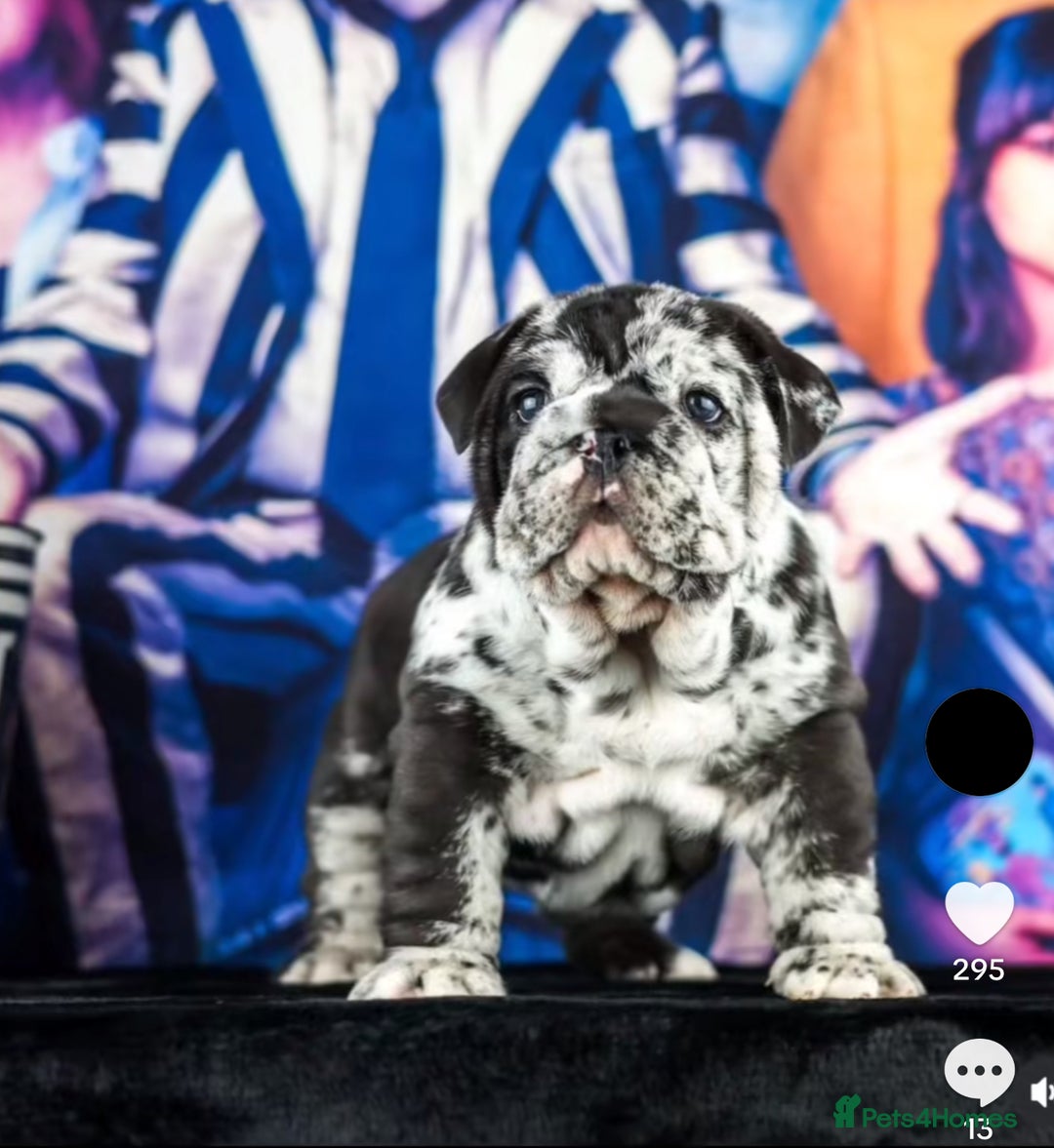 English Bulldog dogs for sale: Black Merle English Bulldog - Image 4