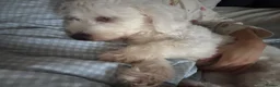 Maltese dogs for sale: Maltese looking for a new home  - Advert 4