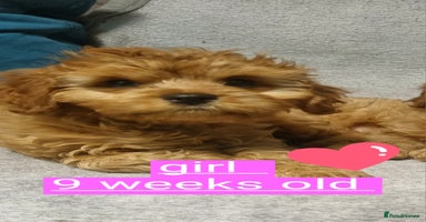 Cavapoo dogs beautiful fox red miniature cavapoo puppies - Advert 6