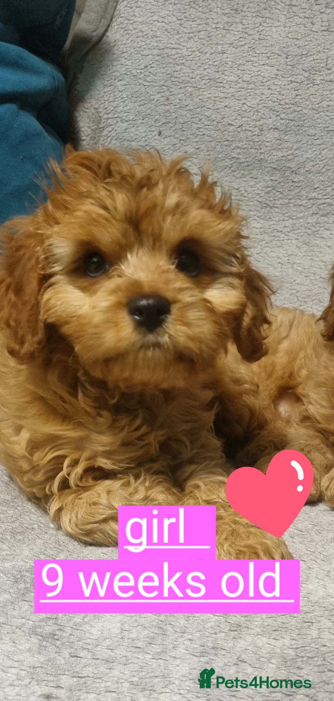 Cavapoo dogs for sale: DNA TESTED ❤️2 girl left ❤️fox red miniature  - Advert 8