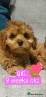 Cavapoo dogs beautiful fox red miniature cavapoo puppies - Advert 10
