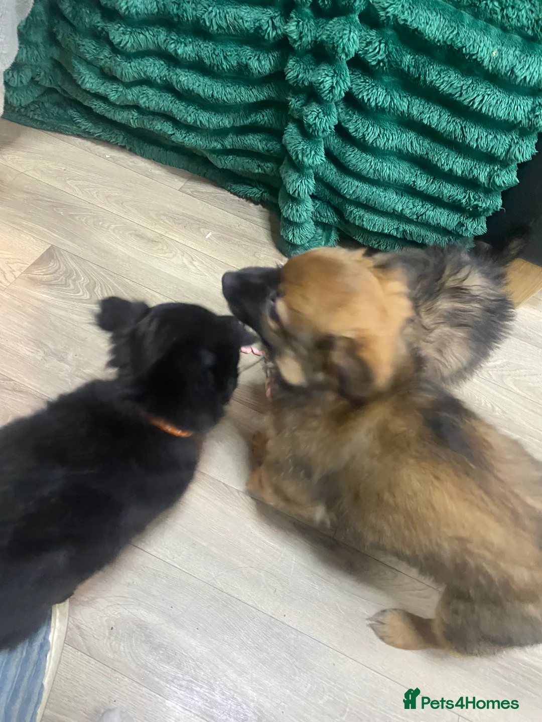 Mixed Breed dogs for sale: Maltipom puppies are now ready for new homes - Advert 7