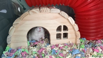 Hamster rodents - Advert 13