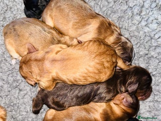 Cockapoo dogs Extensive DNA Tested cockapoo pups, Read 5th Feb - Advert 2
