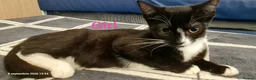 Mixed Breed cats for sale: Beautiful Mix Breed Kittens  in Harrow - Advert 4