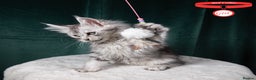Maine Coon cats for sale: XL PEDIGREE TICA REGISTERED MAINE COON KITTENS - Advert 21