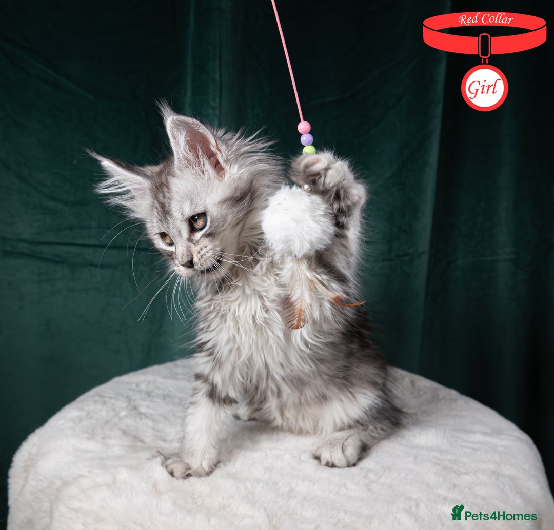 Maine Coon cats for sale: XL PEDIGREE TICA REGISTERED MAINE COON KITTENS - Advert 21