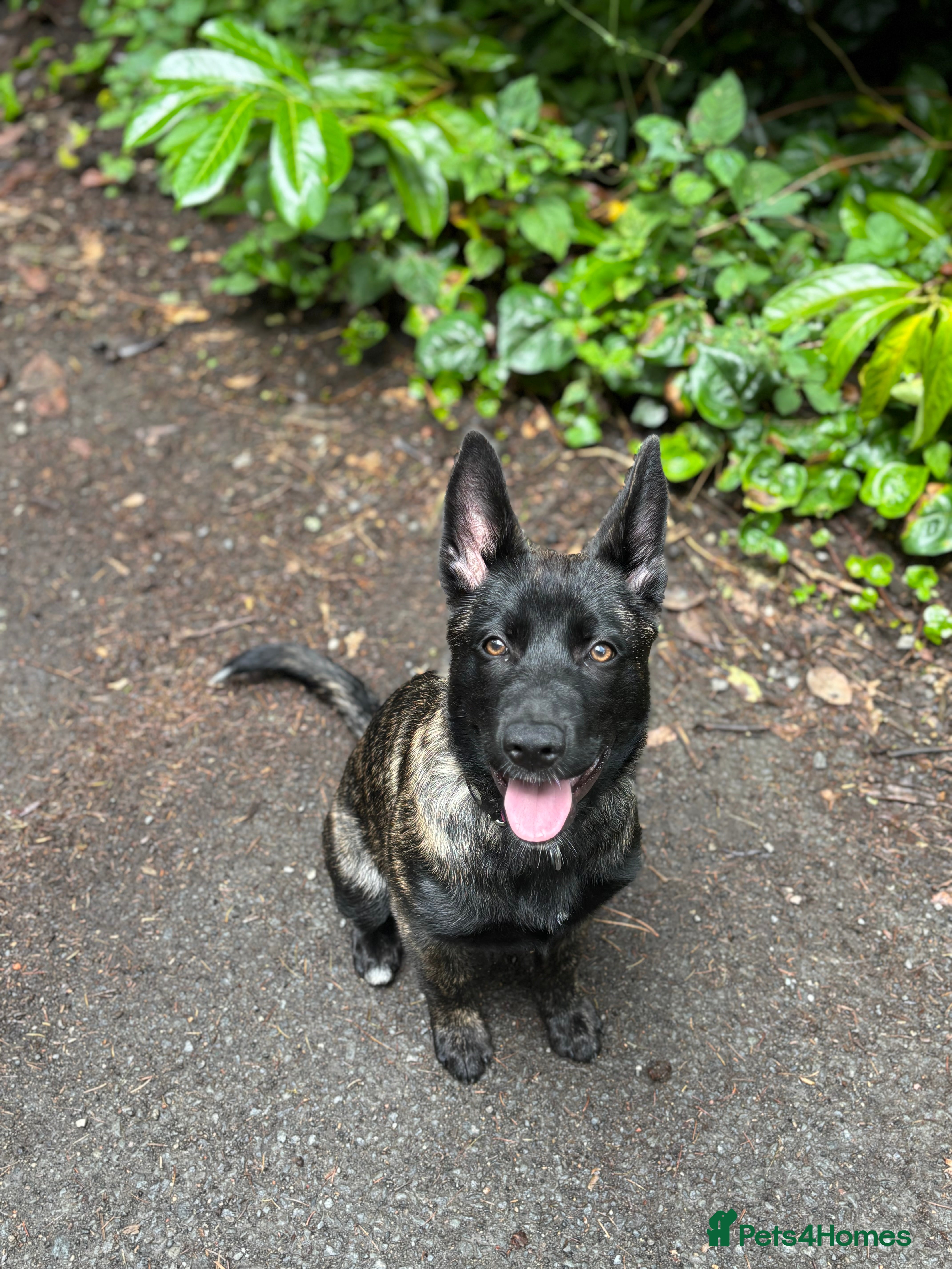 Belgian Shepherd Dog dogs Bonnie, 7 month old Belgian Malinois  - Advert 1