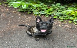 Belgian Shepherd Dog dogs for sale: Bonnie, 7 month old Belgian Malinois  - Image 1