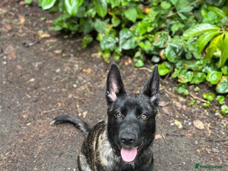 Belgian Shepherd Dog dogs - Advert 4