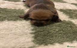 Miniature Dachshund dogs for sale: Miniature dachshund puppies!  - Advert 4